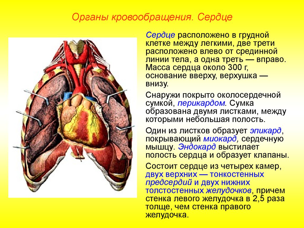 Снаружи покрыто. Положение сердца в грудной клетке. Органы кровообращения сердце. Сердце расположено между легкими. Сердце в грудной клетке расположено.