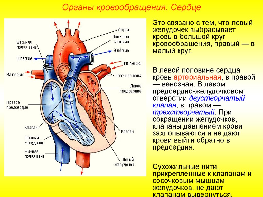 Почему левое больше правого. Строение сердца верхняя полая Вена. Строение желудочков сердца анатомия. Строение и функции левого и правого желудочка. Строение сердца венозная кровь.