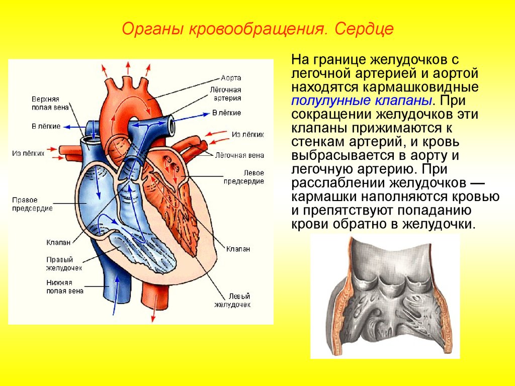 Правое предсердие аорта левый желудочек легкие левое. Полулунный клапан легочной артерии. Между артерийн и желудочком клапан. Полулунный клапан аорты сердца. Сердце с аортой и легочной артерией.
