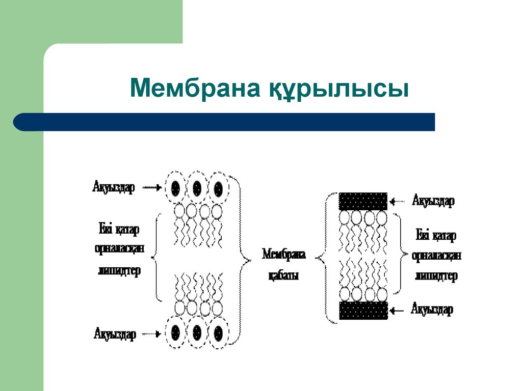 Мембраналық рецепторлар арқылы гормондық сигналдардың берілуі