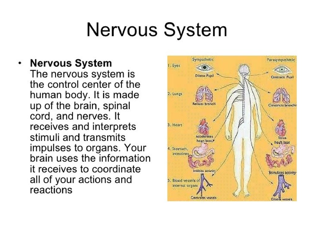 The parts of the human body презентация