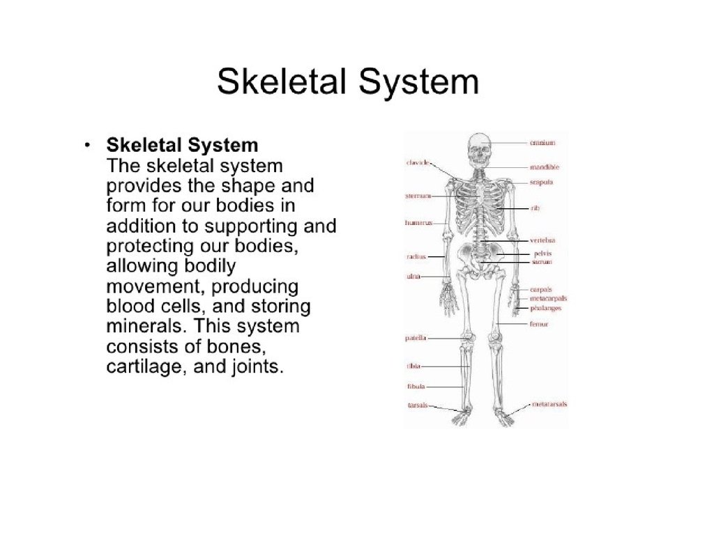 Parts of body презентация