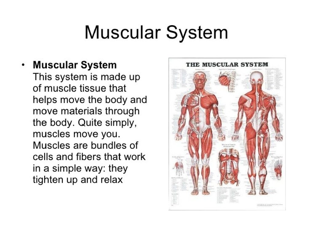 The parts of the human body презентация