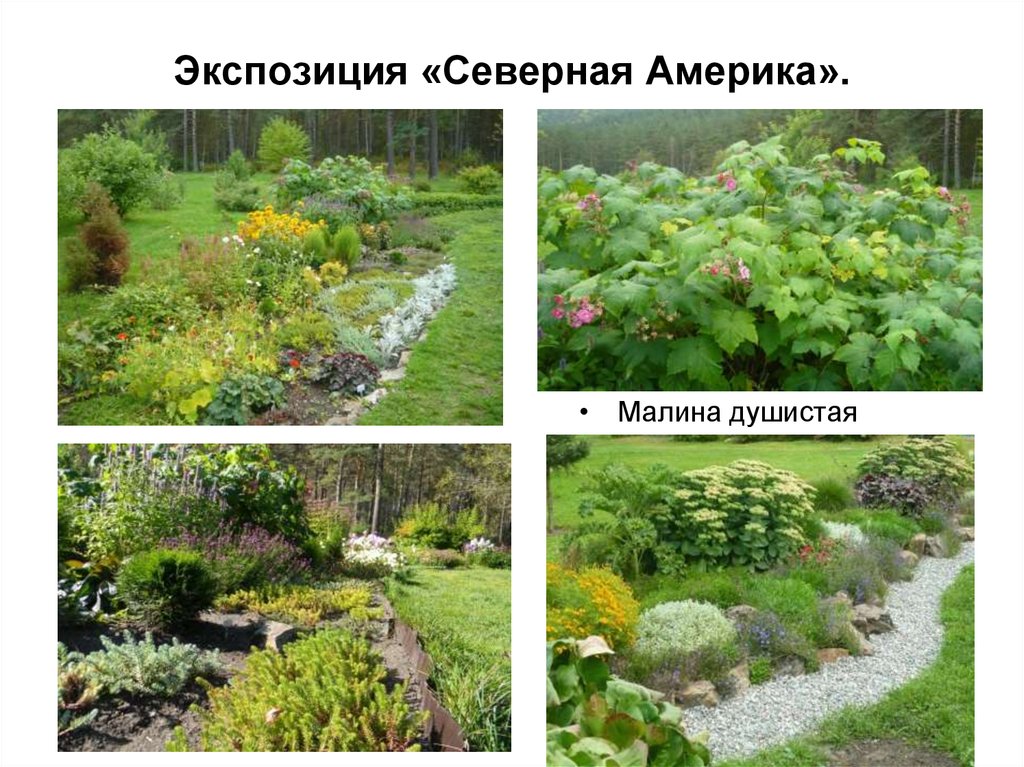 Горно-Алтайский ботанический сад - презентация онлайн