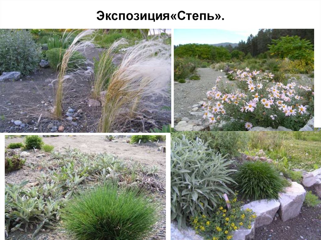 Экспозиция«Степь».