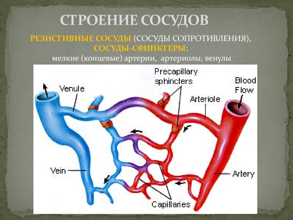 Какие особенности строения артерии. Строение сосудов артерия Вена капилляр. Артерии вены артериолы капилляры. Типы кровеносных капилляров. Схема строения артерий вен капилляров.