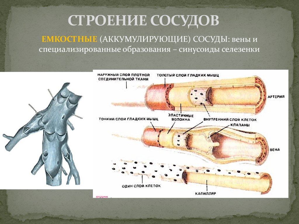 Стенка лимфатического сосуда