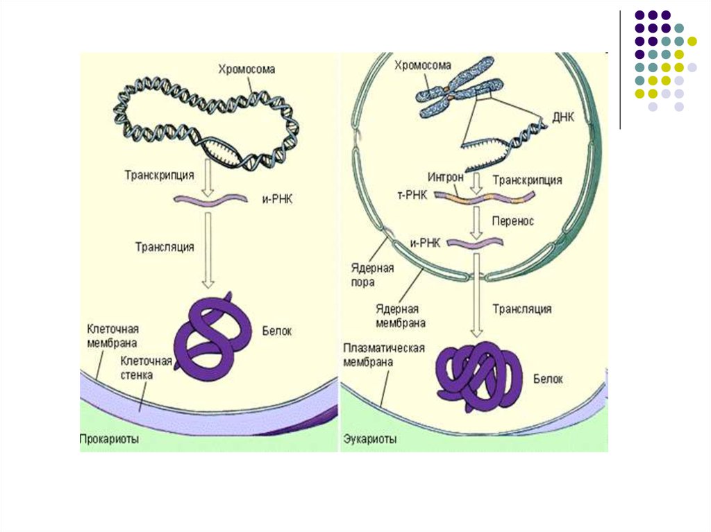 Транскрипция генома. Транскрипция хромосом. Прокариоттар мен Эукариоттар к. Транскрипция и трансляция у прокариот. Прокариоттар слайд.
