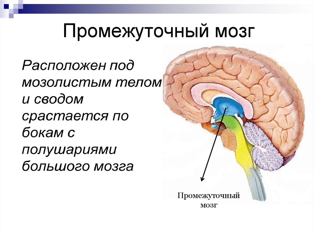 Общий мозг. Схема строения промежуточного мозга. Промежуточный мозг анатомия строение. Промежуточный мозг строение +физиология. Строение промежуточного мозга подробно.