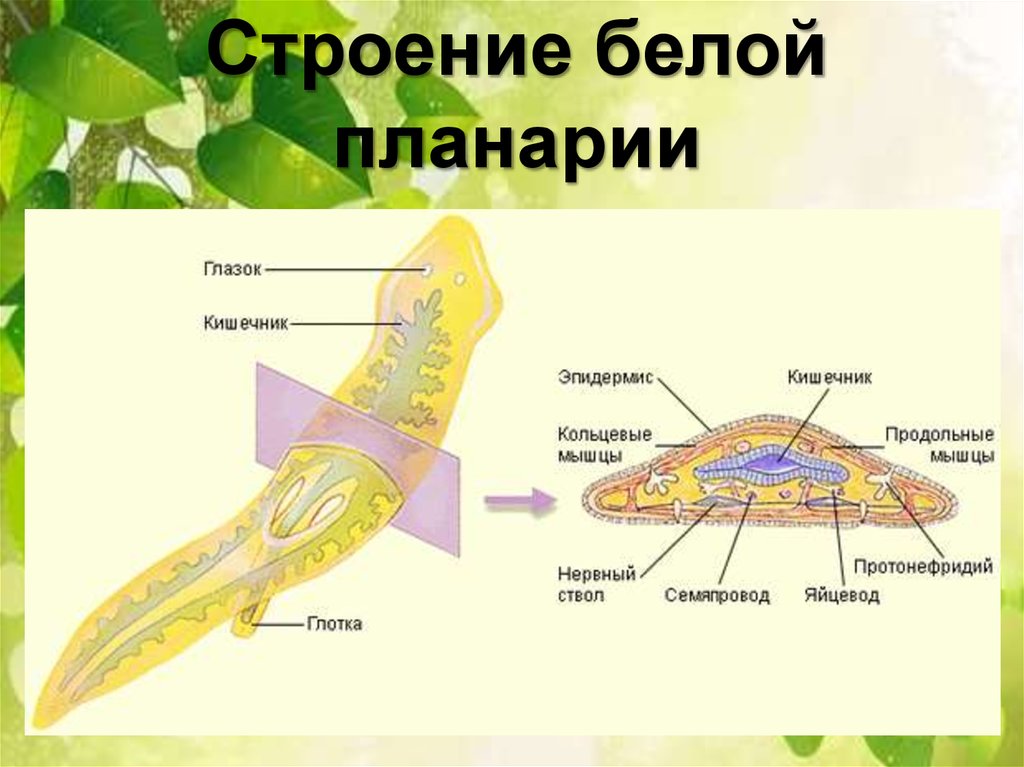 Строение планарии рисунок с подписями