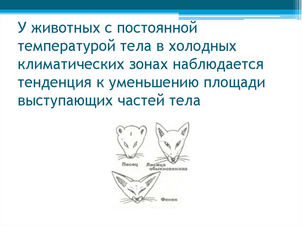 У животных с постоянной температурой тела в холодных климатических зонах наблюдается тенденция к уменьшению площади выступающих частей т