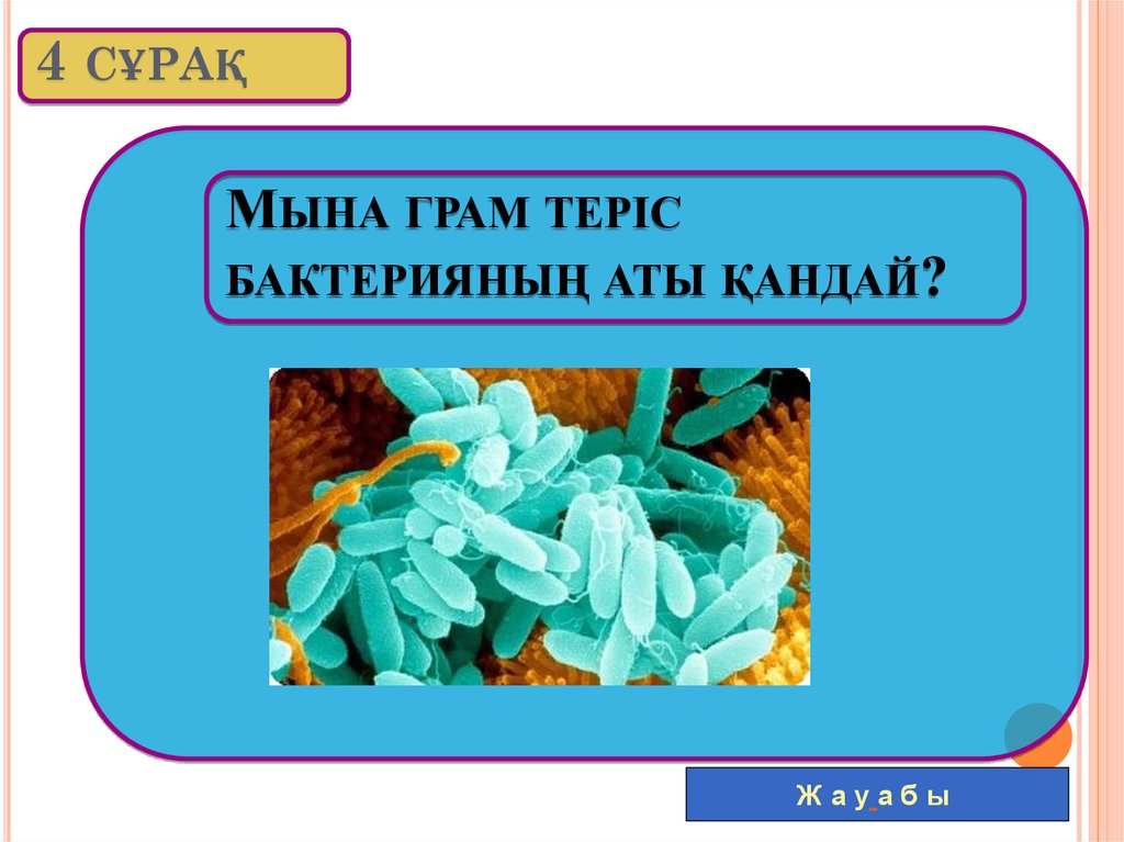 Бактериялардың пішіндері презентация