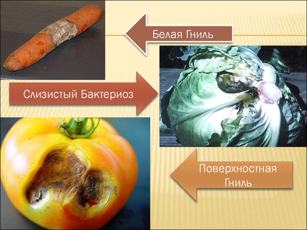 Заболевание овощей и фруктов. Болезни плодов и овощей вызываемые микроорганизмами. Плодово овощные болезни.