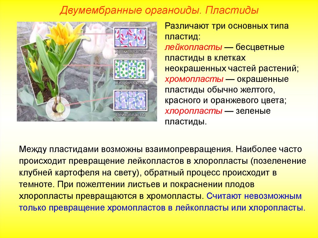 К двумембранным органоидам клетки относятся. Пластида жёлто-оранжевого цвета.. Три основных типа пластид. Различают три основных типа пластид. Бесцветные пластиды растений.