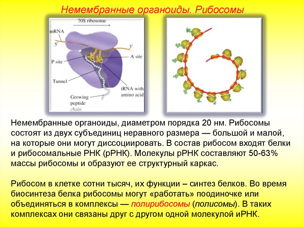 Органоид белков. 70s рибосомы у эукариот. Рибосомы эукариот 80s. Немембранные органеллы рибосомы строение и функции. Рибосомы 70s типа.