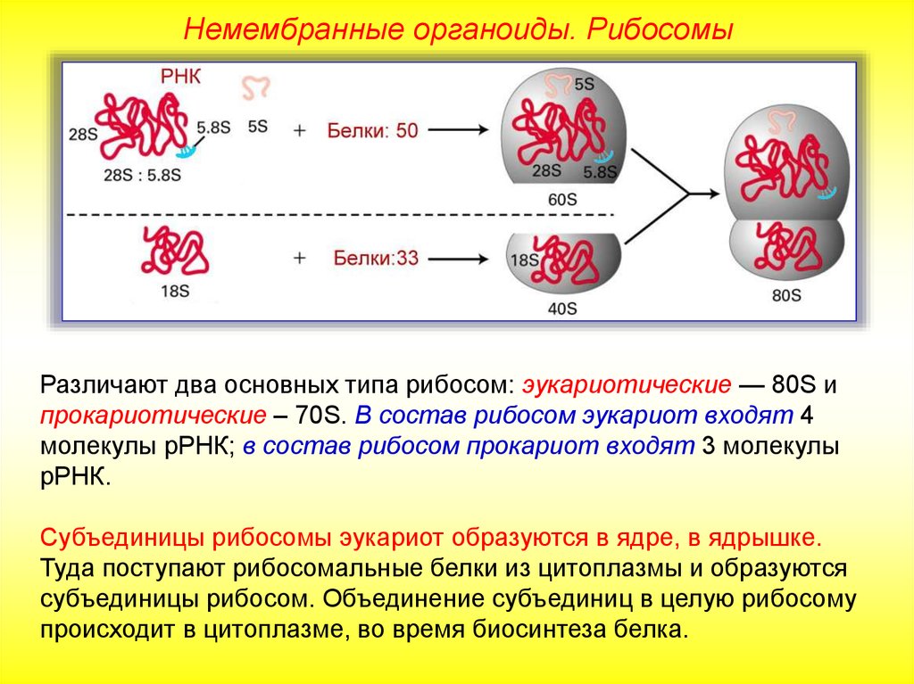 Рибосомы немембранные органоиды клетки