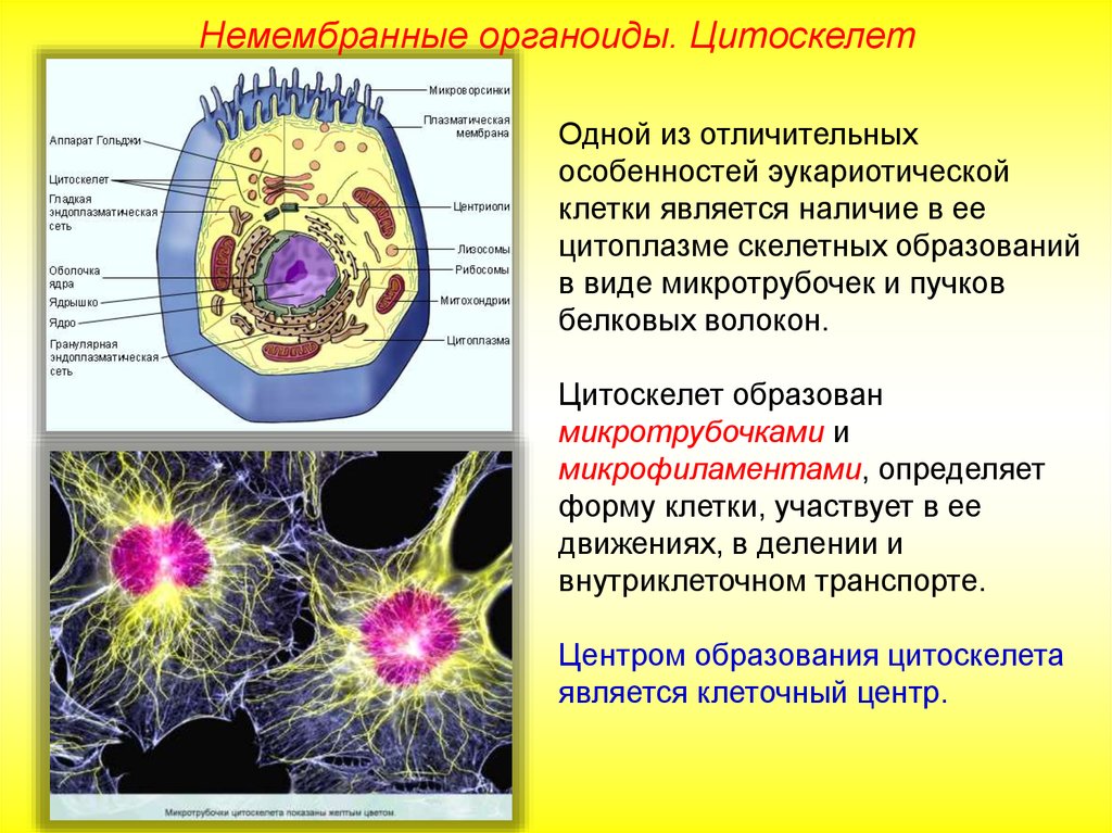 Органоиды принимают участие в делении клетки. Цитоскелет органелла. Цитоскелет функции органоида. Органоиды цитоскелет строение и функции. Формирование цитоскелета клетки органелла.