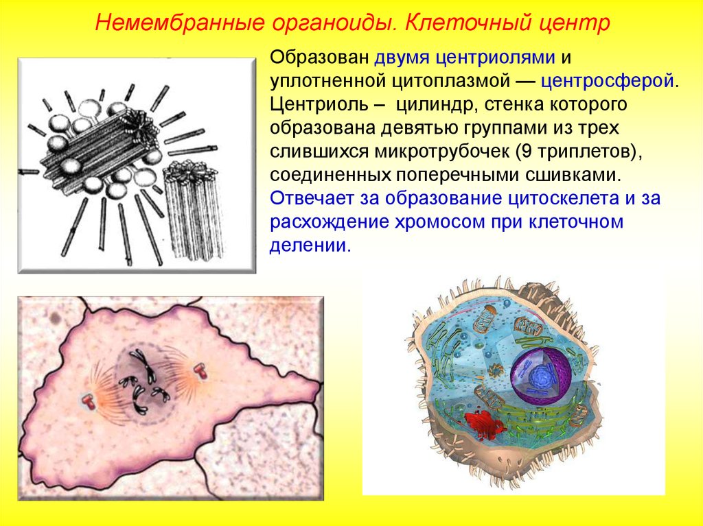 Немембранные органоиды рисунок. Центриоль образована. Микротрубочки центриоли (образуют центросферу). Стенка центриоли. Немембранные органоиды клеточный центр.