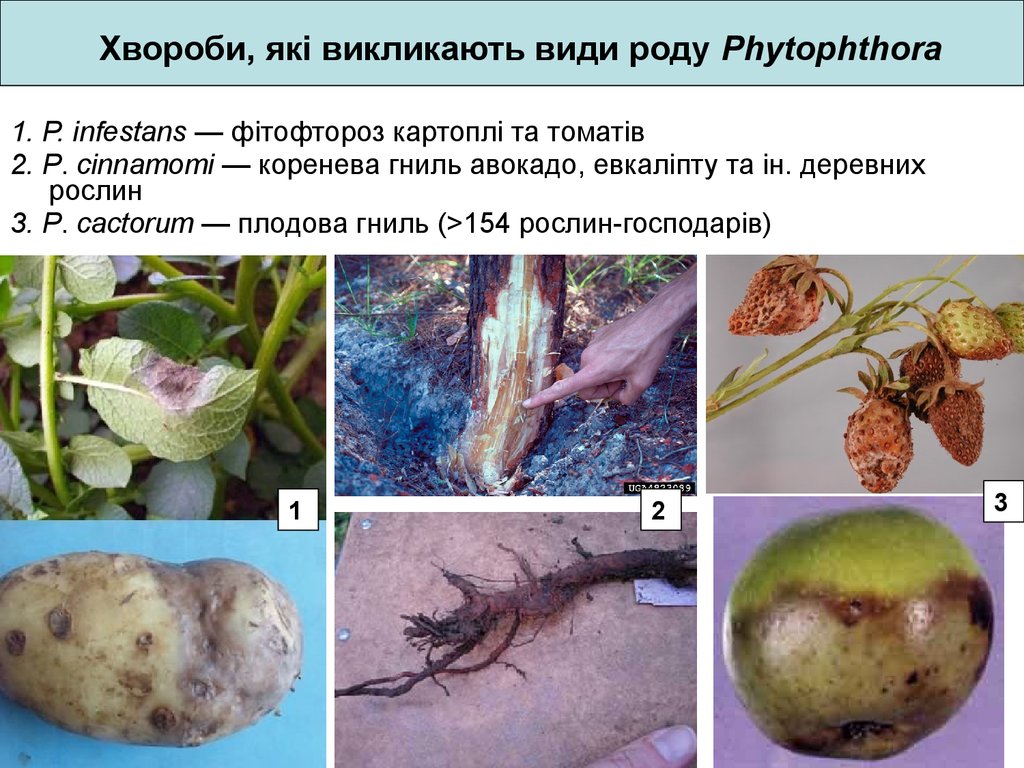 Фитофтора представляет собой гриб осуществляющий процесс фотосинтеза