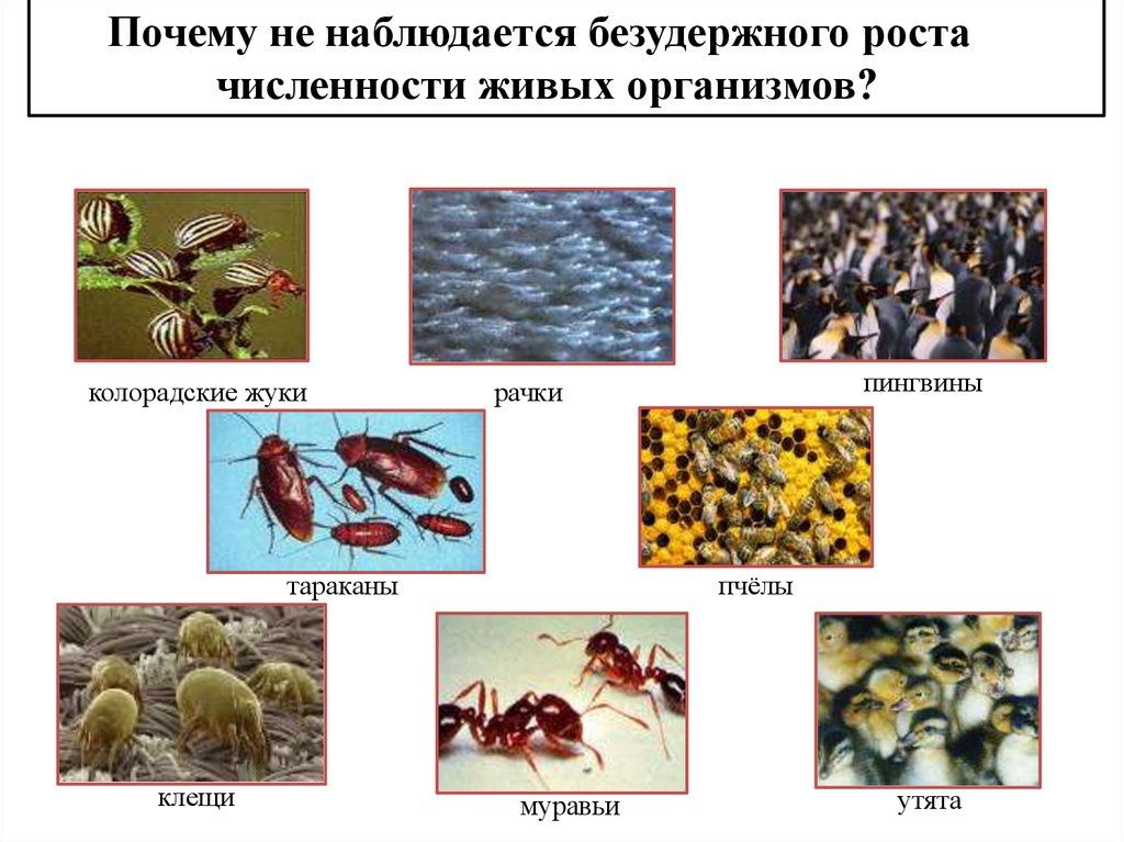 Факторы существования живых организмов. Самое большое количество живых организмов. «Основной фактор эволюции насекомых».