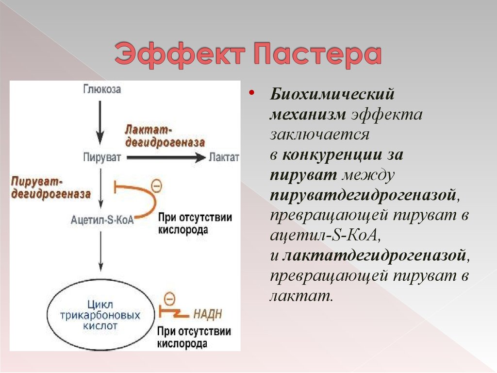 Какой механизм лежит в основе. Эффект Пастера гликолиз. Судьба лактата при наступлении эффекта Пастера. Регуляция гликолиза эффект Пастера. Эффект Пастера лактат.