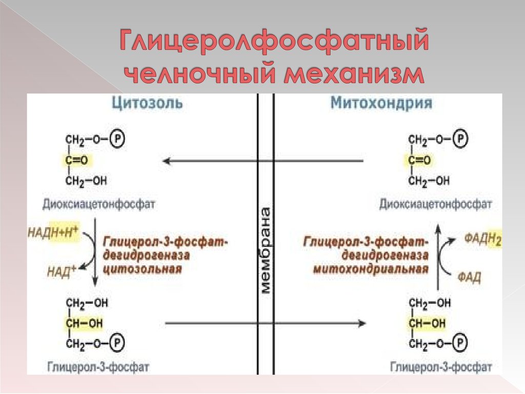 Схемы челночных механизмов биохимия