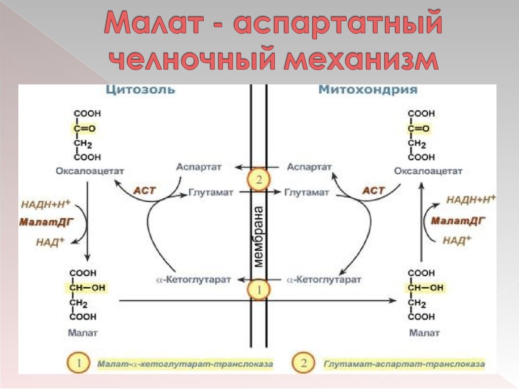 Челночный механизм. Малат-аспартатный челночный механизм. Малат аспартатный челночный механизм биохимия. Малатаспаратный чнлночный мнханизм. Малат аспартатный механизм.