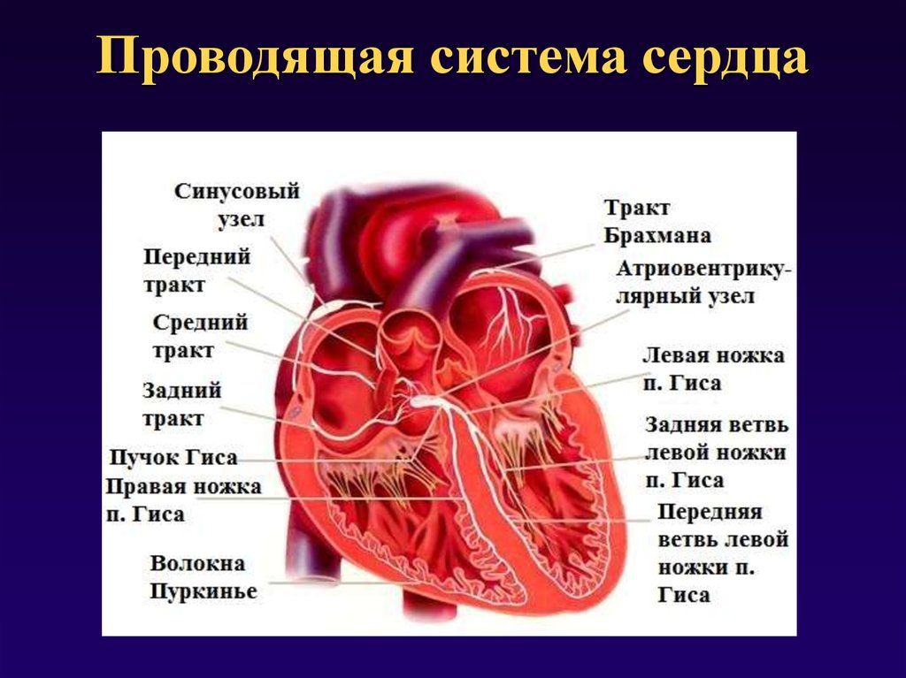 В состав какой системы входит сердце. Строение проводящей системы сердца. Структурные компоненты проводящей системы сердца. Физиология проводящей системы сердца. Строение проводящей системы чердув.