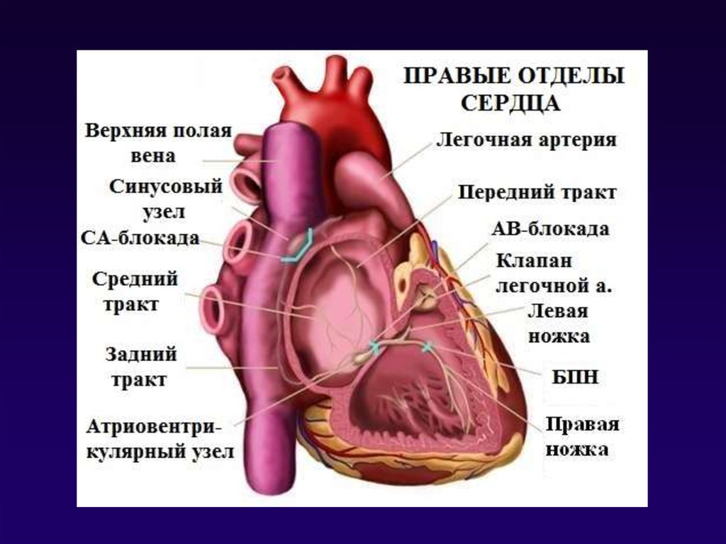 Правой отдел. Отделы сердца. Правые отделы сердца и левые. Верхние отделы сердца.