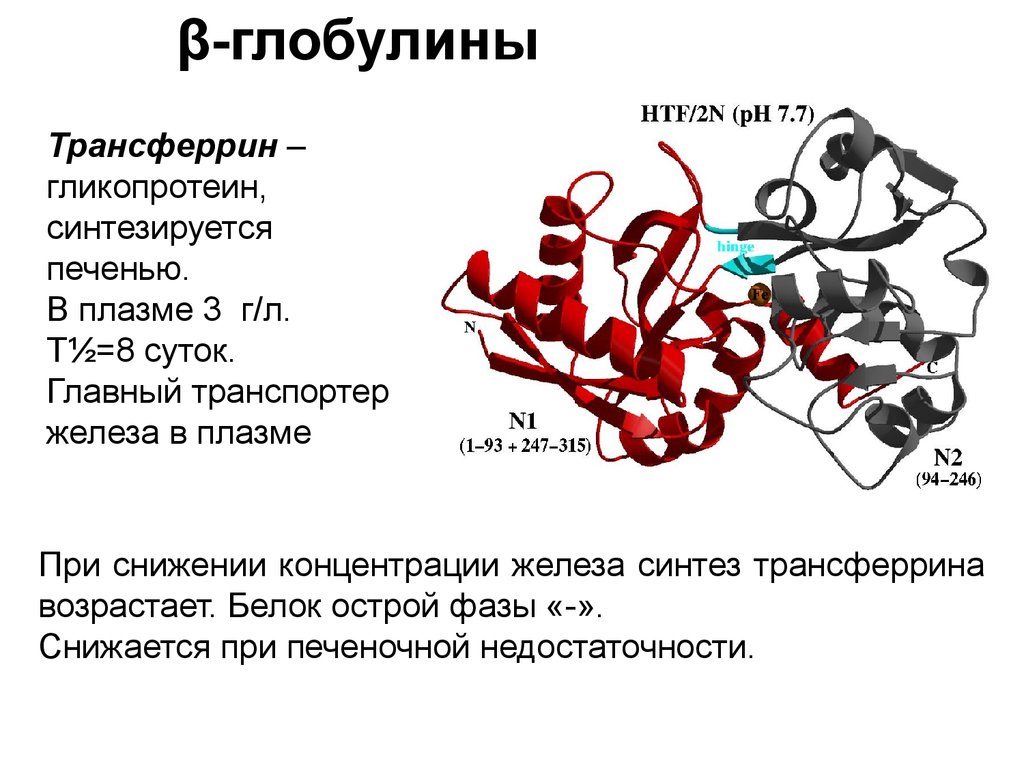 Белок печени в крови. Глобулины структура биохимия. Глобулины строение биохимия. Белки острой фазы трансферрин. Трансферрин строение.