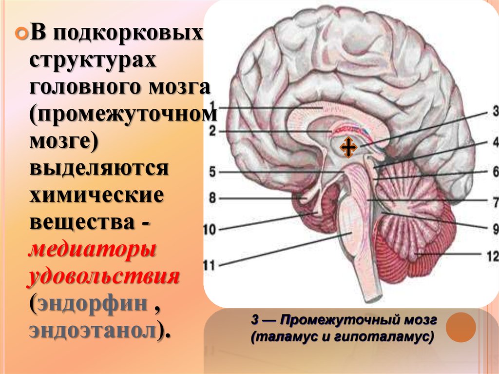 Подкорка головного мозга. Подкорковые структуры головного. Подкорковые структуры мозга. Подкорковые отделы головного мозга.