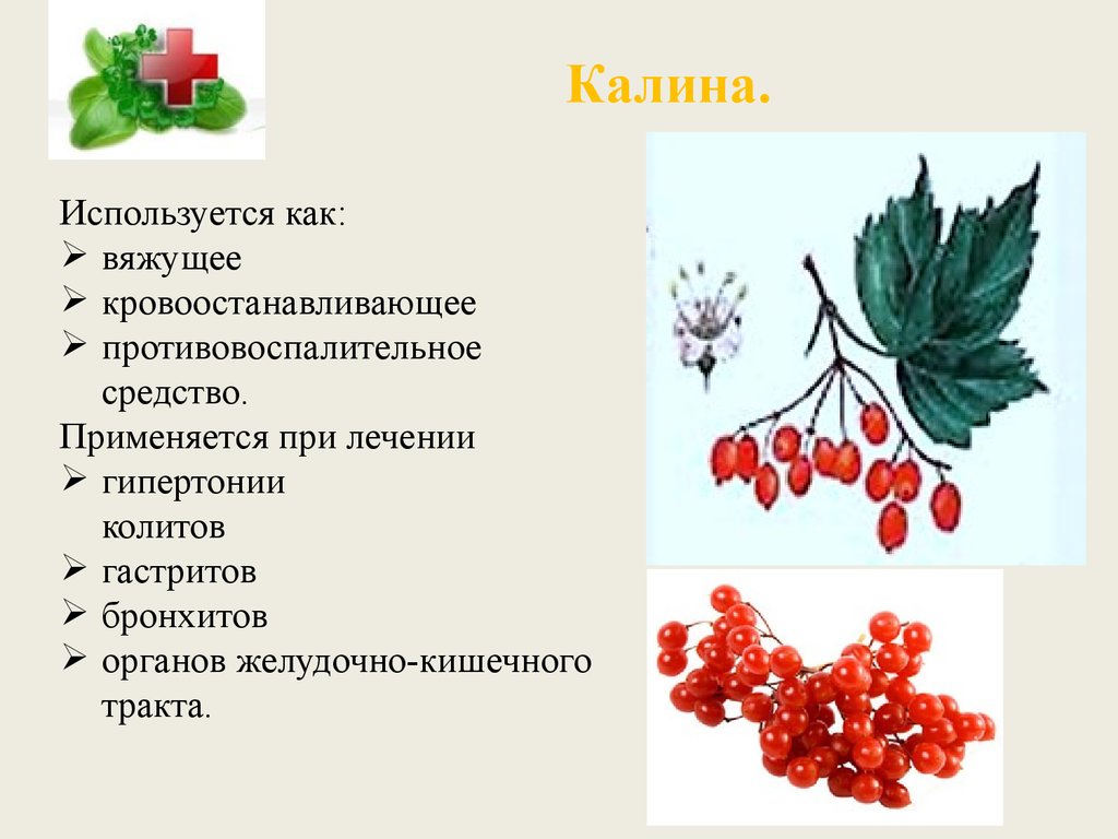 Калина полезные противопоказания. Как используется Калина. Калина для чего полезна. Полезные для калины. Плоды калины польза.