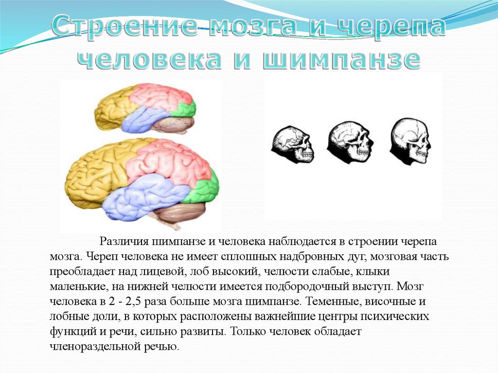 Передний мозг слабо развит. Строение мозга человекообразной обезьяны. Мозг человека и приматов. Строение мозга приматов. Мозг человека и обезьяны в сравнении.