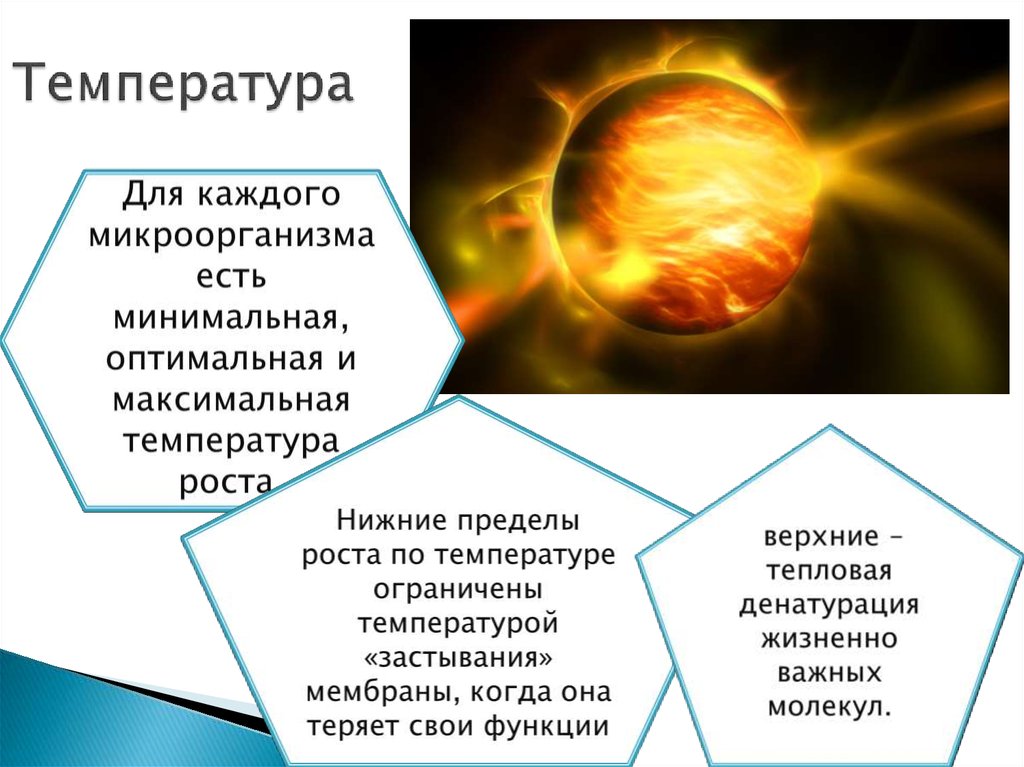 Положительные и отрицательные стороны использования микроорганизмов презентация