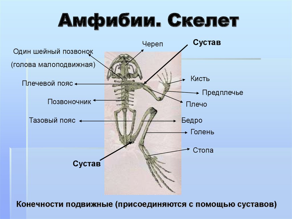 Кости передней конечности земноводных. Скелет пояса верхних конечностей у лягушки. Земноводных строение отделов скелета. Скелет конечностей амфибий. Строение скелета конечностей земноводных.