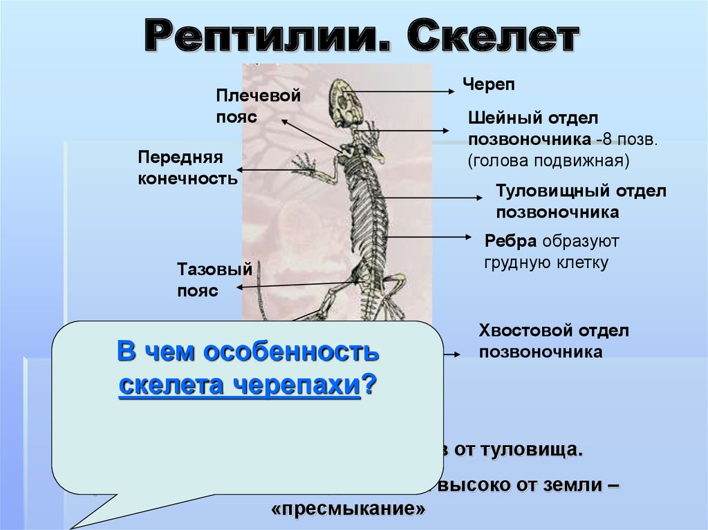 Какой отдел скелета есть у пресмыкающихся. Скелет пояса задних конечностей рептилий. Строение конечностей ящерицы. Конечности пресмыкающихся. Скелет передней конечности ящерицы.