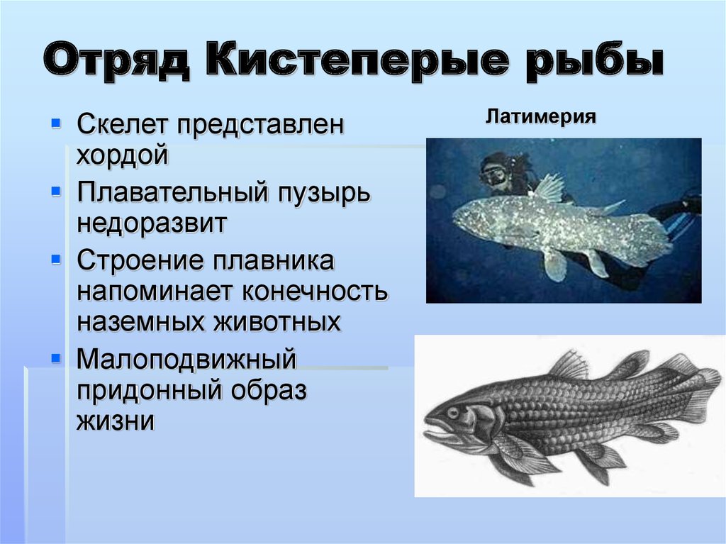 Назовите черты строения древней группы рыб. Отряд кистеперые рыбы. Отряд кистеперые характеристика. Кистепёрая Латимерия. Отряд кистеперые характерные признаки.