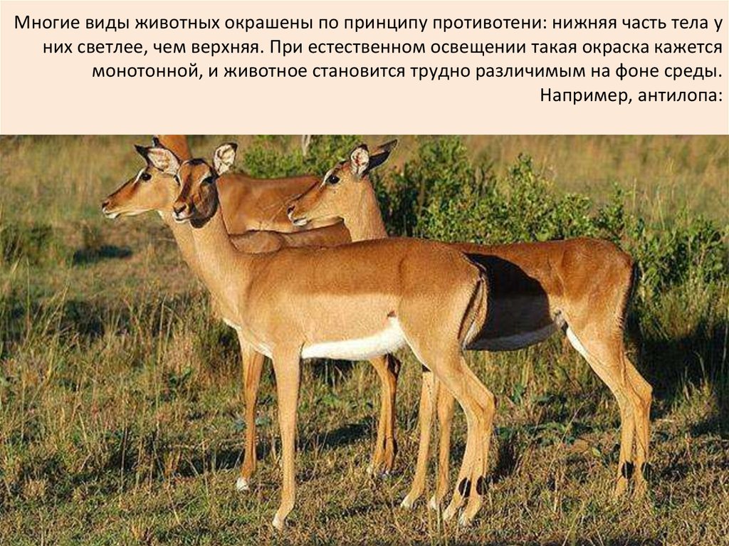 Покровительственная окраска - презентация онлайн