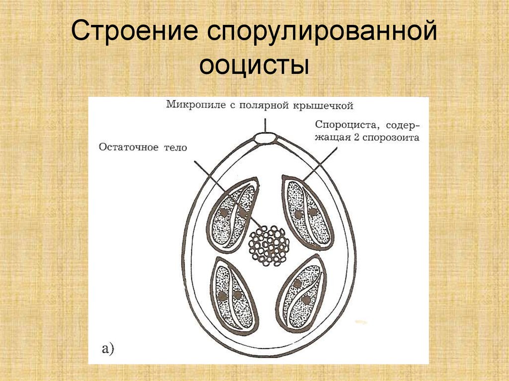 Строение 11. Ооциста кокцидии. Строение ооцисты эймерий. Ооцисты токсоплазмы строение. Строение спорулированной ооцисты токсоплазмы.