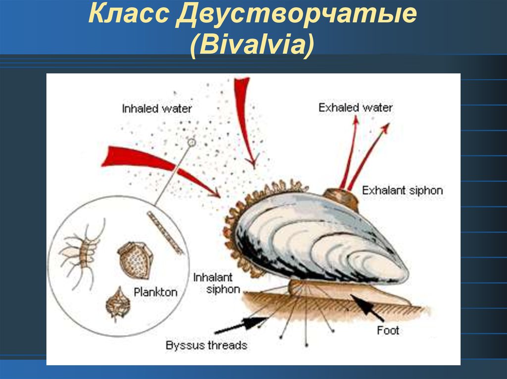 К какой группе организмов относится устрица. Тип питания двустворчатых моллюсков. Двустворчатые моллюски фильтрация. Двустворчатые моллюски размножение. Двустворчатые моллюски питаются.