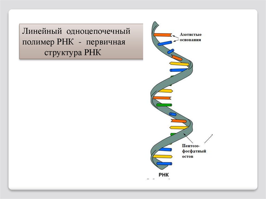 Молекулы рнк имеют структуру. Структура молекулы РНК схема. Структура молекулы РНК. Структура цепи РНК. Схема структуры РНК.