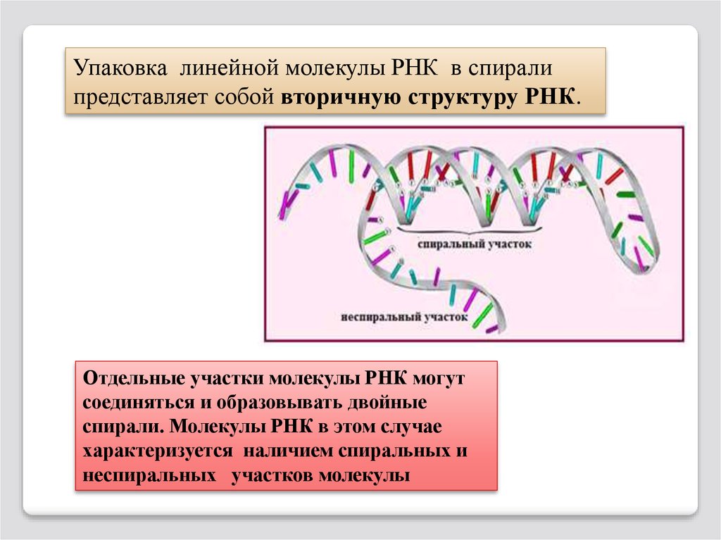 Молекула рнк представлена. Спираль РНК. РНК представляет собой. Молекула РНК. Двойная спираль РНК.