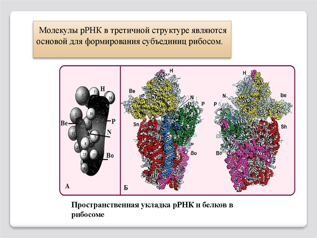 Молекула рибосомы. Структура моллекулы РРНК. Рибосомальная РНК строение. Третичная структура РРНК. Структура молекулы РРНК.