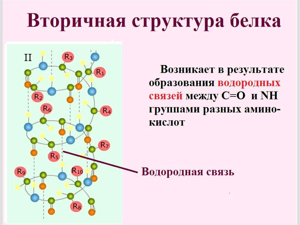 Белки в воде образуют. Вторичная структура белка. Структура белка водородные. Вторичная структура белков образование. Образование вторичной структуры белка.