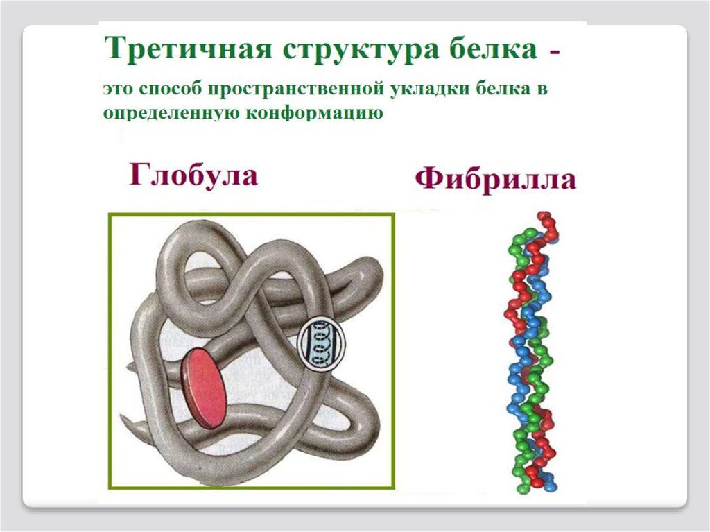 Каков состав белка. Третичная структура белка глобула. Третичная структура глобулярных белков. Третичная структура белка фибрилла. Третичная структура белка строение.