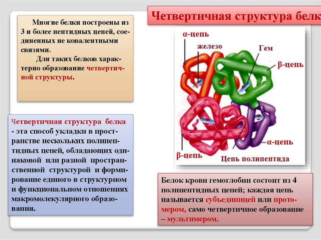 Четвертичная структура белка картинка