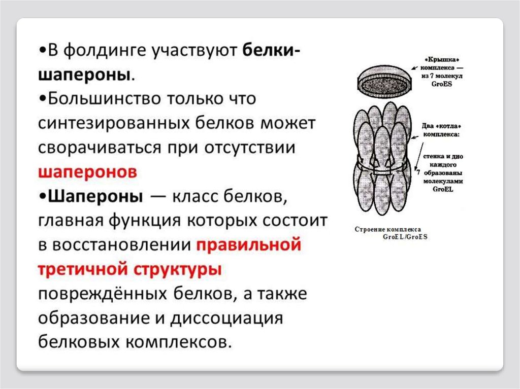 Роль белков шаперонов. Роль шаперонов в формировании третичной структуры белков in vivo. Строение белков шаперонов. Шапероны для третичной структуры. Белки шапероны функции.