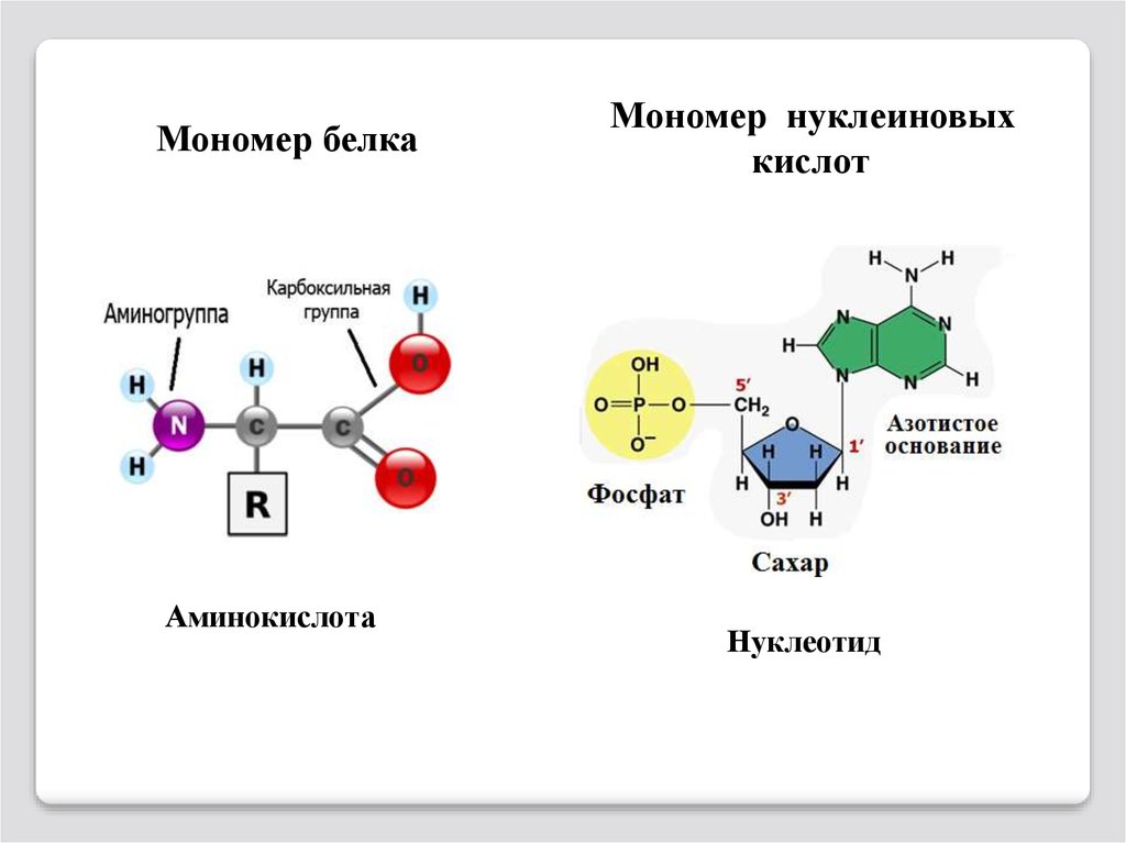 Мономерами молекул нуклеиновых кислот
