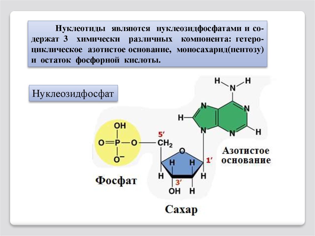 Строение нуклеотида азотистое основание. 3 Нуклеотида. Нуклеотид формула простого. Пентоза нуклеотида. Нуклеозидфосфаты.