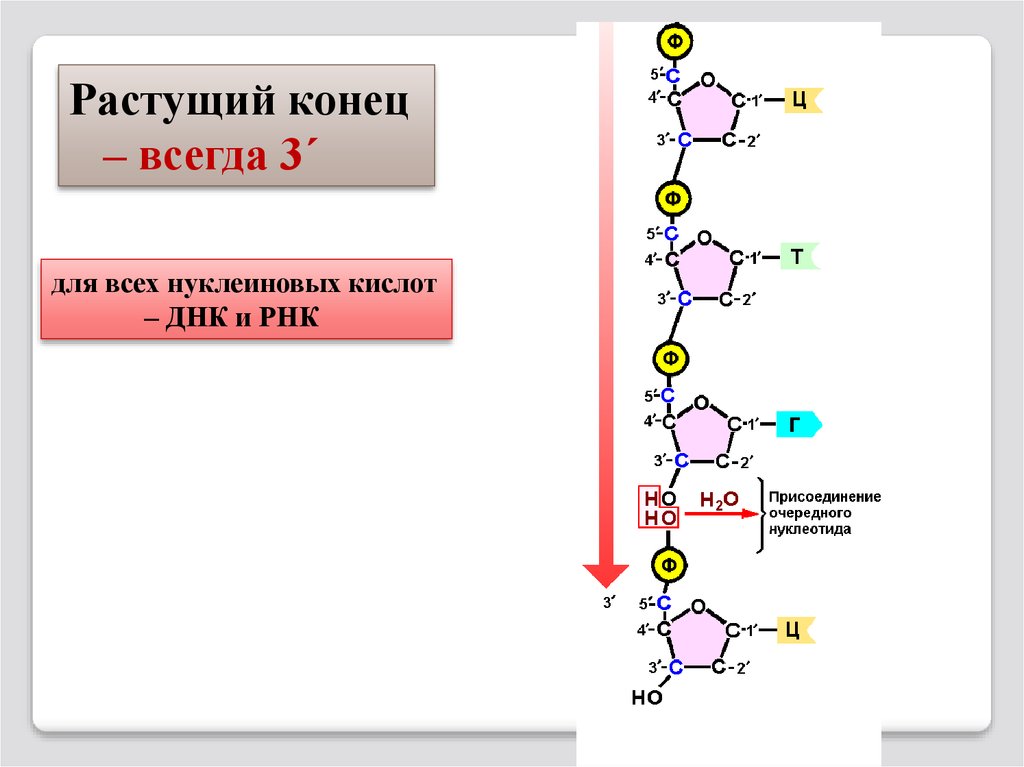 Синтез нуклеиновых кислот в ядре